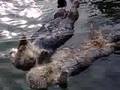 Sea Otters BFF