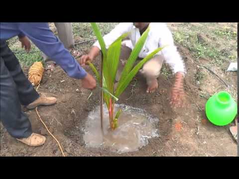 how to replant coconut