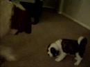 Baby Bridgette and Nikholas (3 continued)
