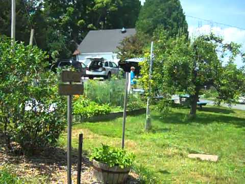 how to grow blueberries in nh