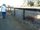 Running with the pigs Running with the pigs