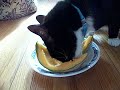 My Cat Berry Eating Cantalope 1 My Cat Berry Eating Cantalope 1