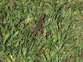 Sceloporus 29 June 2006