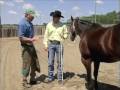 Provided by RDF TV and 3M, this episode features veterinarian Stephen O'Grady explaining how hoof abscesses develop. 