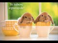 pentru-tine-ingeras-
