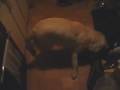 videos de Golden retriever - Mortimer... chyba się bawi