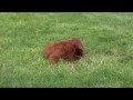 Rusty Irish Goldendoodle puppy for sale from Sunshine Acres -male AVID 040 773 022