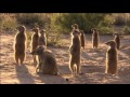 Und täglich grüßt das Erdmännchen Staffel 1 Trailer