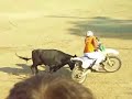 vaquillas zuera 2007