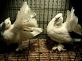 videos de WWW.PigeonPeddler.Com  /  Indian Fantail Pigeons