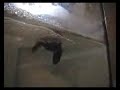 reproducci�n bettas