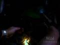 National Geographic Wild Chronicles Tarantula National Geographic Wild Chronicles Tarantula