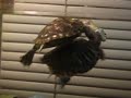 TURTLE CARNAGE {PART 2} -VT