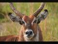 Safari - Uganda