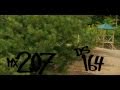 MX207 to meRk