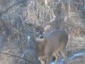170\"+ Buck = Buck Fever = for Jesse\