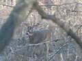 170+ Buck = Buck Fever = for Jesse's Cousin Tony