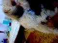 Buckley Humping My Arm Buckley Humping My Arm