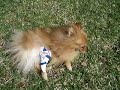 Babydoll after his surgery (luxating patella)