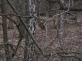 Schwarzwild