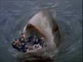 shark