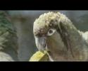 Descubra o Verde - Planet Green