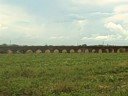 Acueducto espa�ol en Santa Isabel, PR