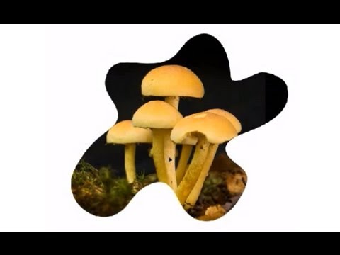how to fit type into a shape in photoshop