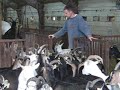 geder,goats,geiten geder,goats,geiten