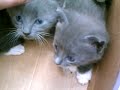 Kitties Kitties