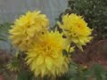 The Beautiful Flowers of Munnar ( Kerala, India ) - Flowers- (Munnar,India)