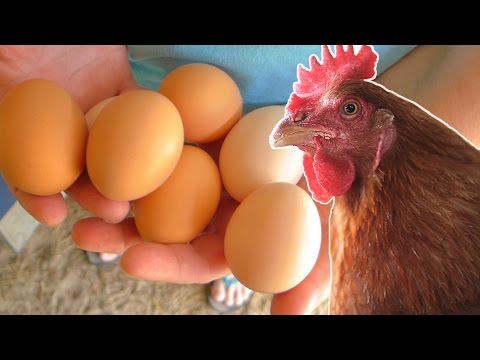 how to get more eggs from your laying hens