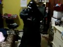 macarena wars1