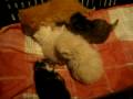 videos de Bebês persas e maine coon