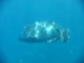 Wally the Napoleon wrasse. theoikaris.com