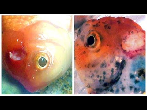 how to cure ill goldfish