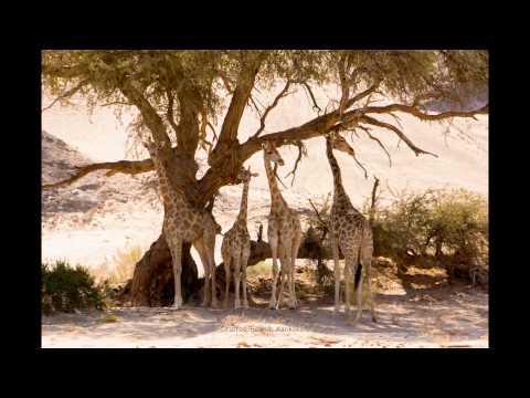 Damaraland, Kaokoveld, Etosha West, 2012