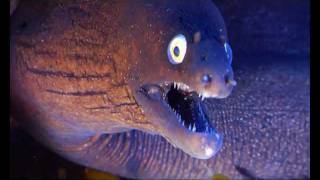 El reino de Akúside, a orillas del mar alado