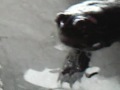 tartaruga-curiosa.html
