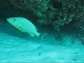 Diving in mexico