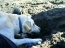 gus : fish love gus : fish love