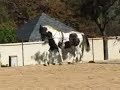 John long reining Zerro