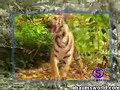 funny monkey taunts tiger funny monkey taunts tiger