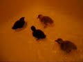 Duckies in tub