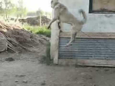 sivas kangal