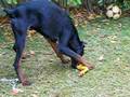 boris che gioca con il pollo 3 (dobermann) novembre 2006