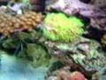 65g Marine Aquarium Video