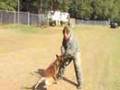 Pastor Belga Malinois video