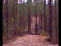 Sasquatch?