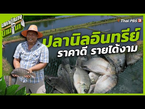 ปลานิลอินทรีย์ ราคาดี รายได้งาม